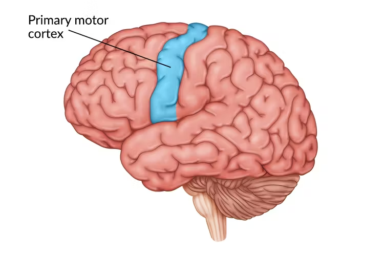 Lateral view of the human brain with the primary motor cortex shaded along the precentral gyrus.