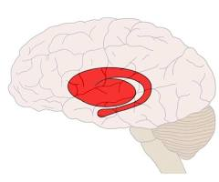 Lateral view of the human brain with the striatum highlighted in red.